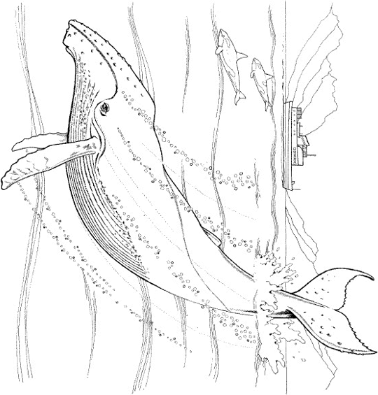Kolorowanka z wielorybem - Nauka i zabawa dla dzieci kolorowanka do druku